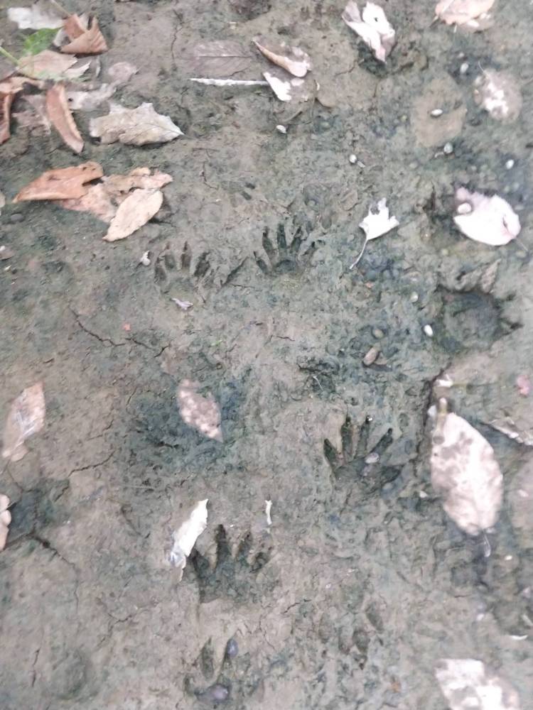 Critter tracks in mud