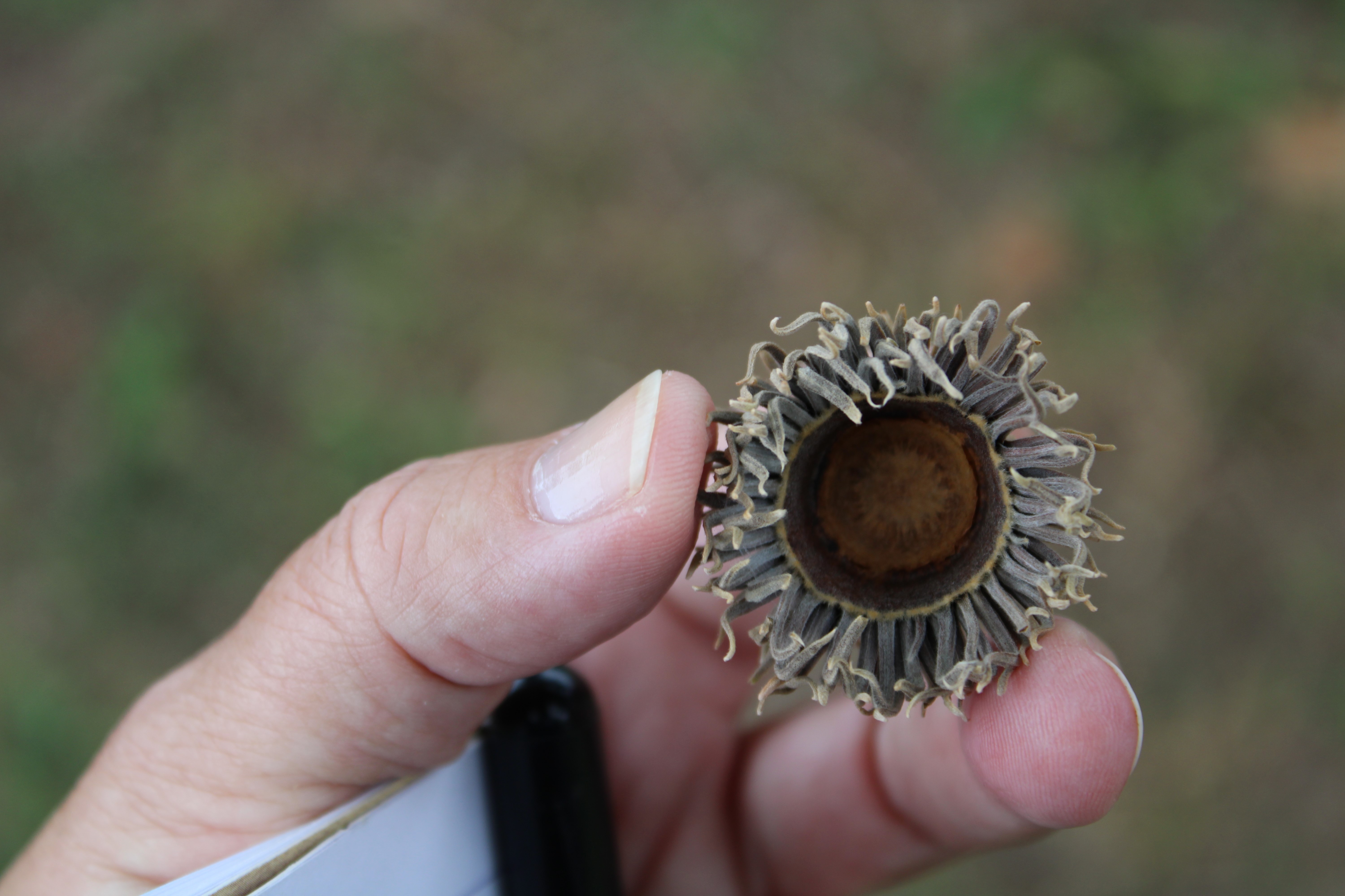 Acorn cap for a sawtooth oak